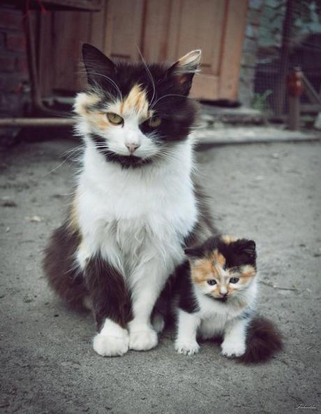 Cutest Animals With Their Adorable Babies