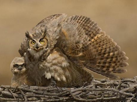 Cutest Animals With Their Adorable Babies