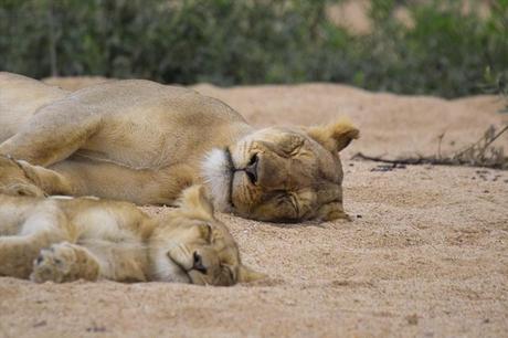 Cutest Animals With Their Adorable Babies