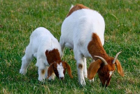 Cutest Animals With Their Adorable Babies