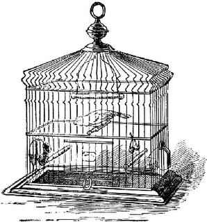 Droppings from the Catholic Birdcage: 