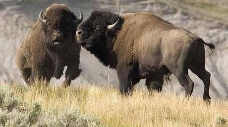Montana public wants more free-roaming bison