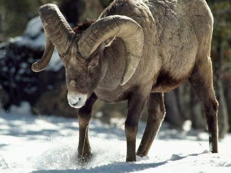 animal escapade - this time it is bighorn sheep from LA zoo - but dies..