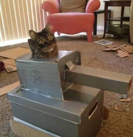 Top 10 Pictures of Cats in Tanks