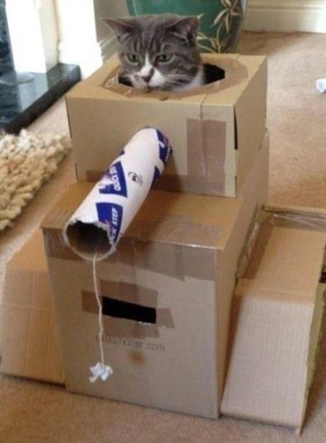 Top 10 Pictures of Cats in Tanks