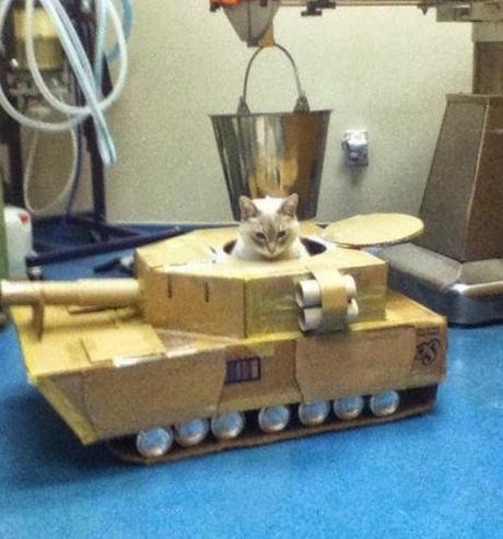 Top 10 Pictures of Cats in Tanks