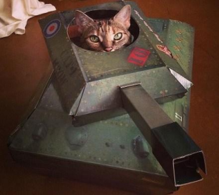 Top 10 Pictures of Cats in Tanks