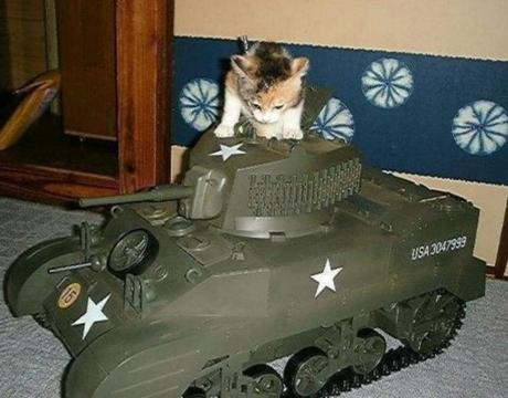 Top 10 Pictures of Cats in Tanks