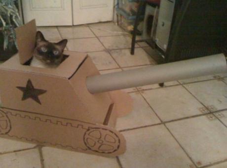 Top 10 Pictures of Cats in Tanks