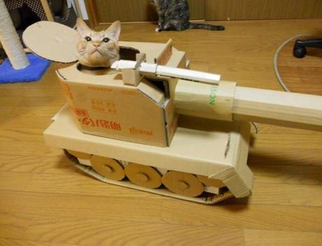 Top 10 Pictures of Cats in Tanks