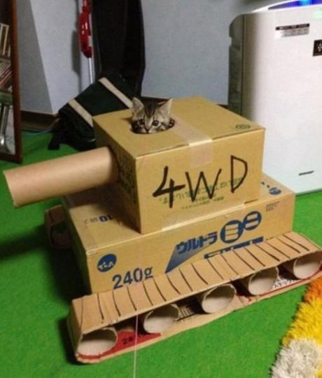 Top 10 Pictures of Cats in Tanks