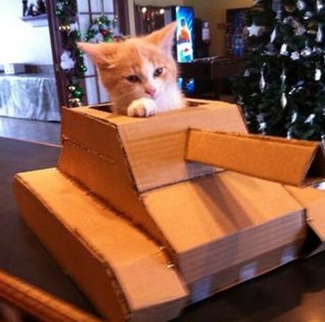 Top 10 Pictures of Cats in Tanks