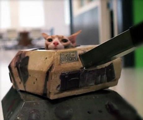 Top 10 Pictures of Cats in Tanks