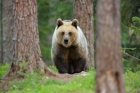 Why 2015 Should be a Good Year for Wildlife