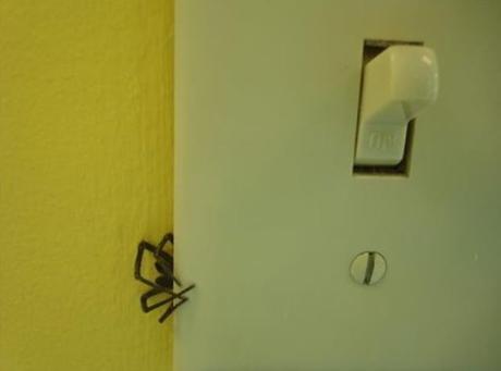 Top 10 Worst Places To Find Spiders