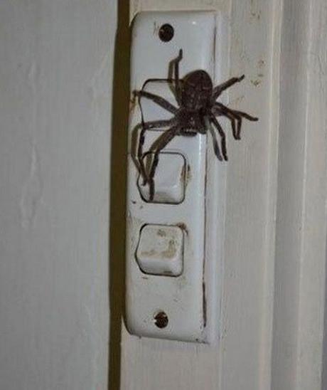 Top 10 Worst Places To Find Spiders