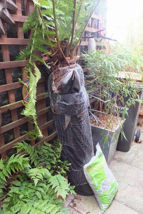 How Not to Treat a Tree Fern
