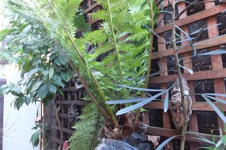 How Not to Treat a Tree Fern