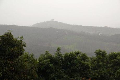 rain-in-avocado-trees