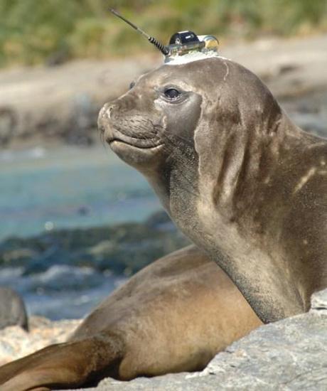 With a Little Help from the Elephant Seals