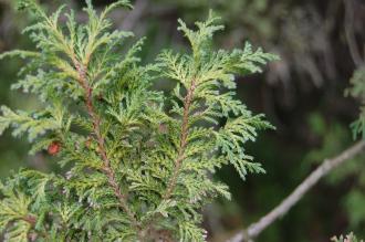 Chamaecyparis pisifera Leaf (30/12/14, Kew Gardens, London)