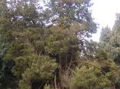 Chamaecyparis Pisifera