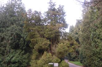 Chamaecyparis pisifera (30/12/14, Kew Gardens, London)