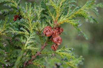 Chamaecyparis pisifera Seed (30/12/14, Kew Gardens, London)