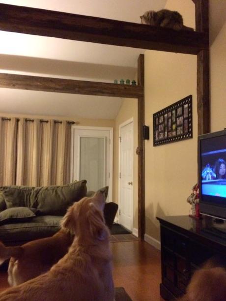 A Cat Taking Mischief to a New Height