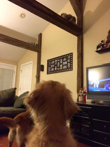 A Cat Taking Mischief to a New Height