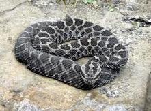 Protect Rattlesnakes from Senseless Killings