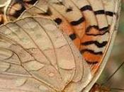 Prevent Extinction Unique Butterfly Species