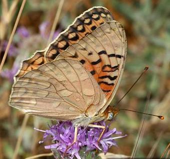 Prevent Extinction of Unique Butterfly Species