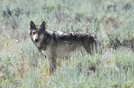 Kathie Lynch: Yellowstone wolf report on 20th anniversary