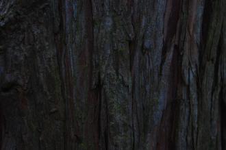 Chamaecyparis obtusa 'Nana Gracilis' Bark (30/12/14, Kew Gardens, London)