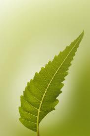 NEEM- The magic leaf