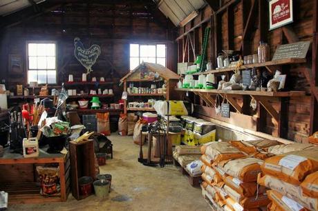 Cock and pullet barn 