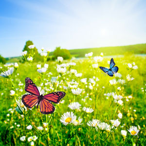 butterfly meadows fragrance oil