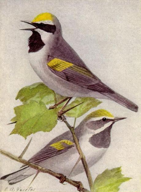 Recovery Strategy for the Golden-winged Warbler