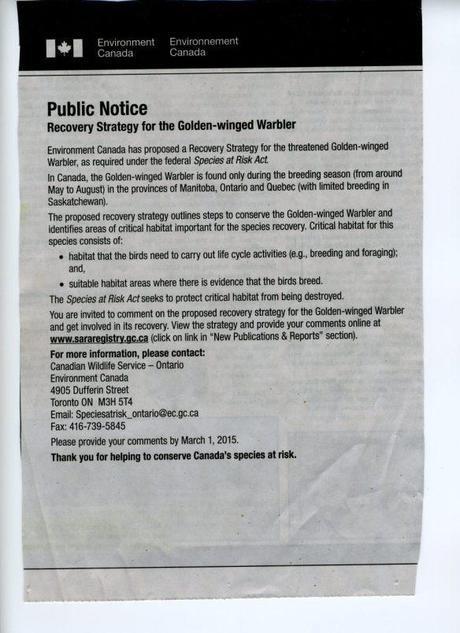 Golden-winged Announcement