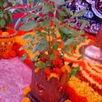 A tulsi plant, the holy basil