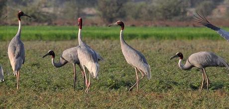 White wilderness .............. animal suicide ?
