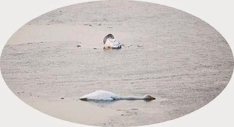 White wilderness .............. animal suicide ?