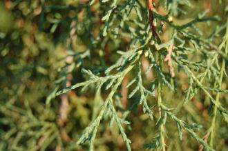 Juniperus squamata Leaf (30/12/14, Kew Gardens, London)