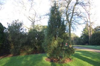 Juniperus squamata (30/12/14, Kew Gardens, London)