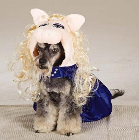 Top 10 Pictures of Dogs Dressed as Muppets