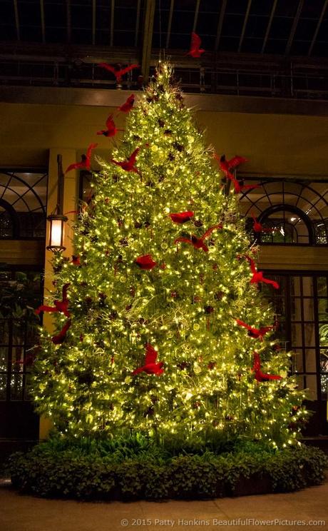 Christmas at Longwood Gardens © 2015 Patty Hankins