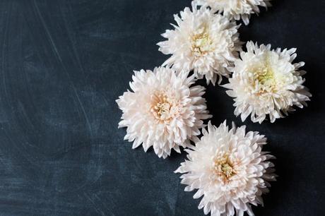 Chrysanthemum flower