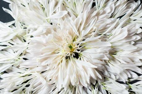 Chrysanthemum flower