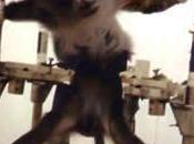 Members Congress Challenge Merit Monkey Experiments